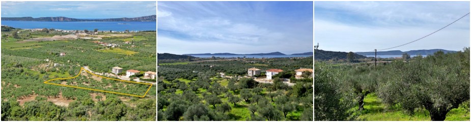 Plot of land P100: Located 2.5km from Gialova and in walking distance from the signature golf course, Surface 6938 m², Buildable (bordering an official public road), total Allowable Building Area of approximately 240 m², Productive Olive Trees, Easy Access.